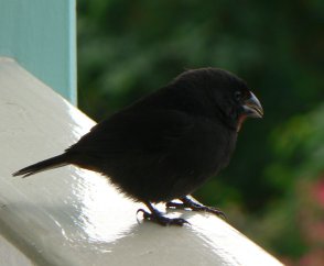 bird