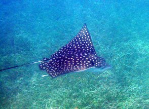 Eagle Ray