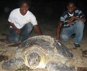 Green turtle