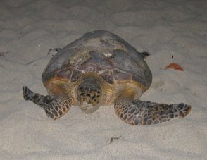 Hawksbill heading to sea