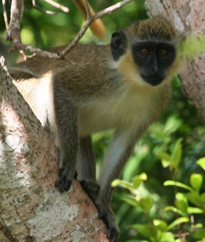 monkey
