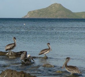 pelicans