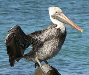 pelican