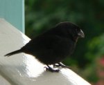 bird