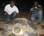 Green turtle