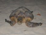 Hawksbill heading to sea