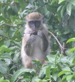 Monkey