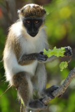 Monkey