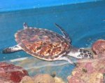 Sea Turtle