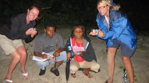 Turtle hatchlings