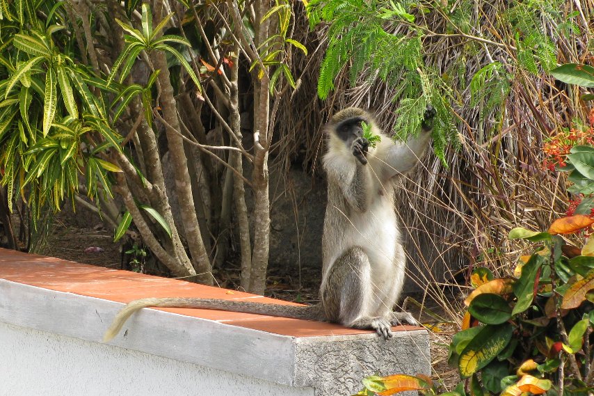 Monkey