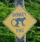 Monkey Xing